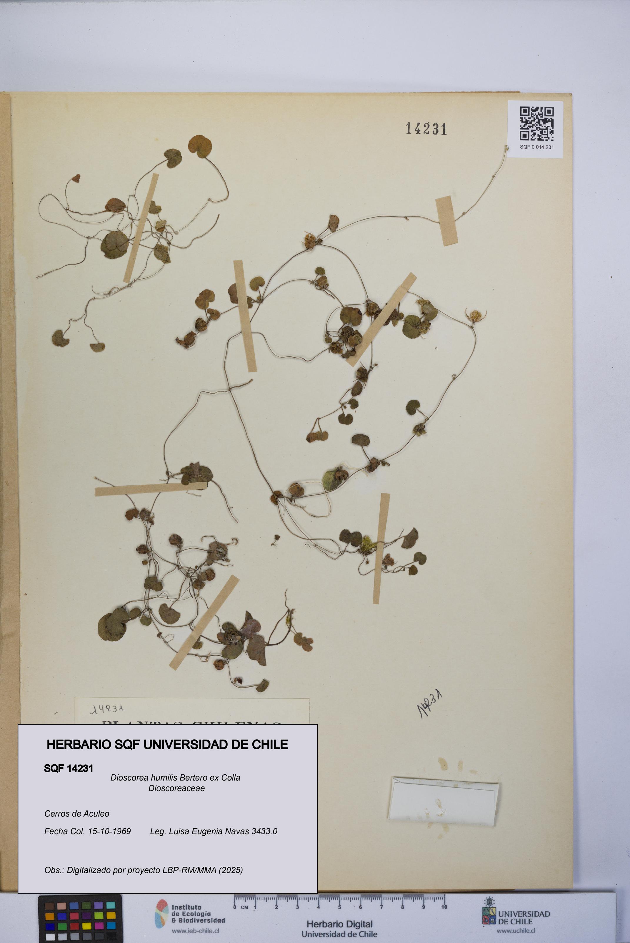 Dioscorea humilis [Espécimen: UCH:SQF:0014231]