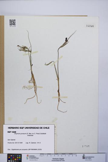 Olsynium junceum [Espécimen: UCH:SQF:0014246]