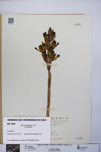 Chloraea bletioides [Espécimen: UCH:SQF:0014253]