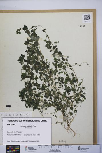 Parietaria debilis [Espécimen: UCH:SQF:0014281]