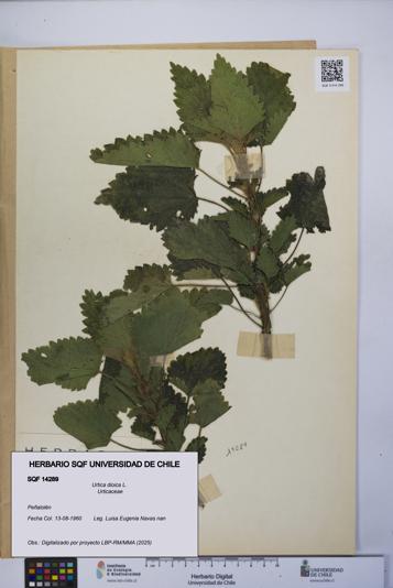 Urtica dioica [Espécimen: UCH:SQF:0014289]