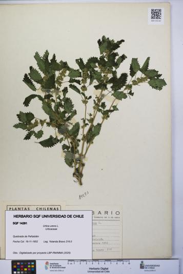 Urtica urens [Espécimen: UCH:SQF:0014291]