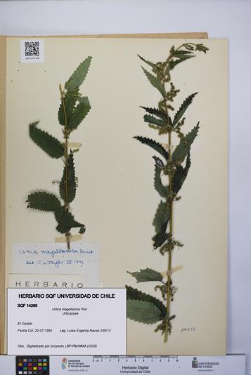 Urtica magellanica [Espécimen: UCH:SQF:0014295]