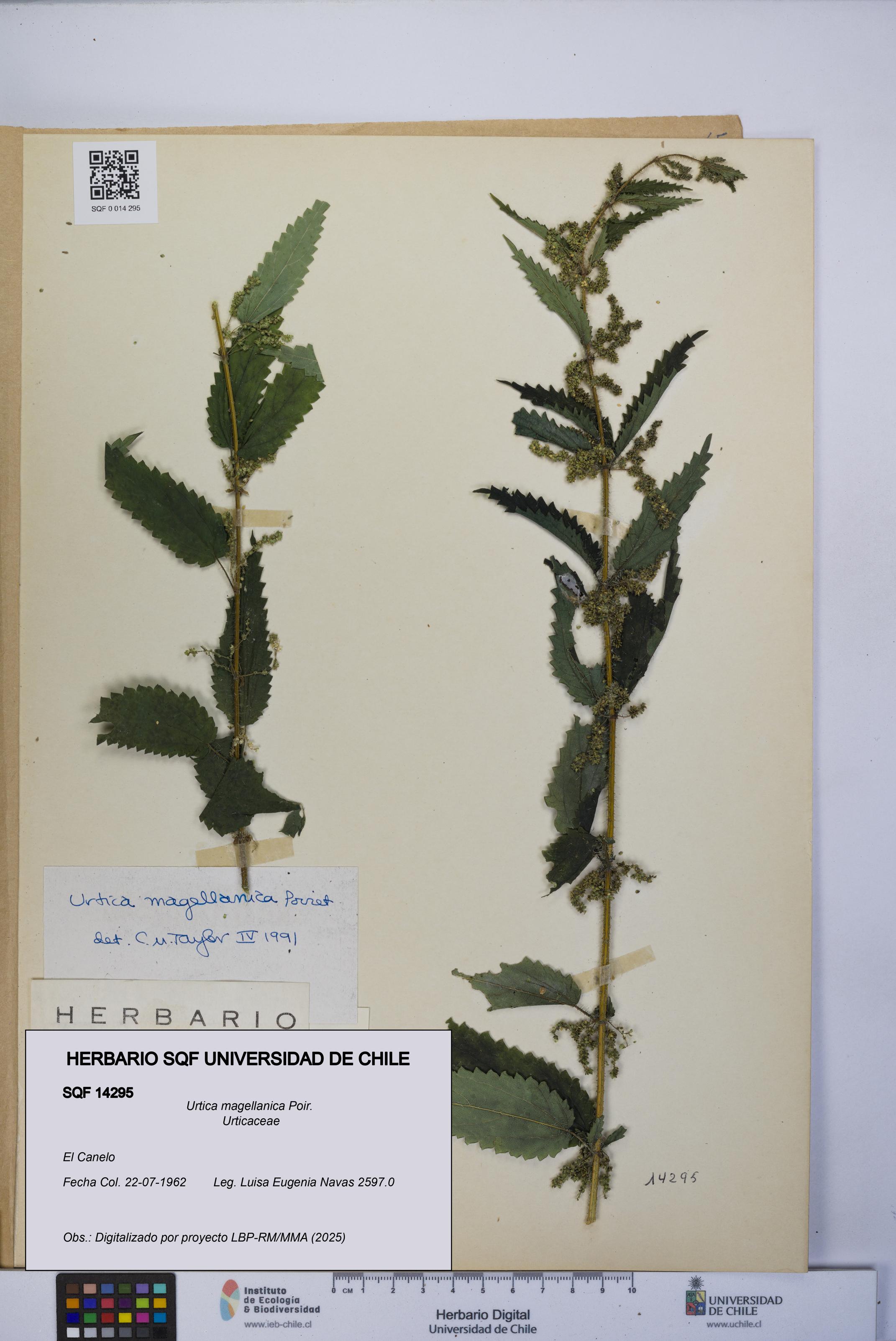 Urtica magellanica [Espécimen: UCH:SQF:0014295]