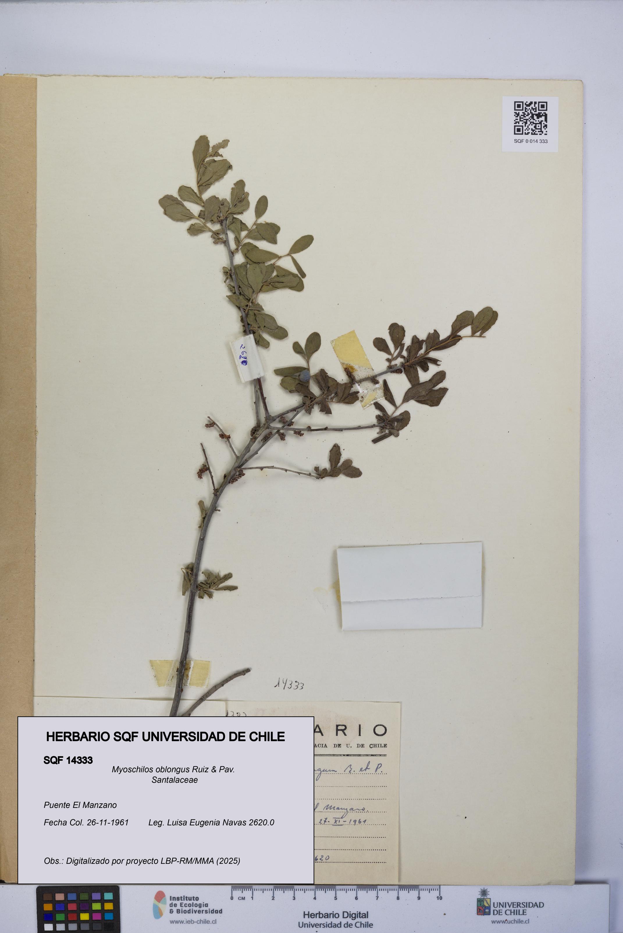 Myoschilos oblongus [Espécimen: UCH:SQF:0014333]