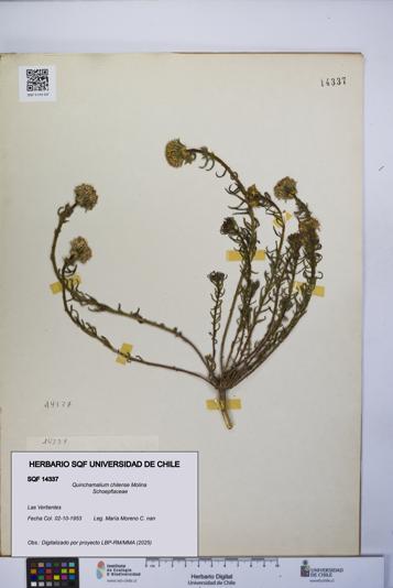 Quinchamalium chilense [Espécimen: UCH:SQF:0014337]