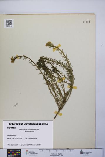 Quinchamalium chilense [Espécimen: UCH:SQF:0014343]