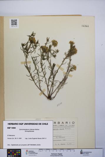 Quinchamalium chilense [Espécimen: UCH:SQF:0014344]