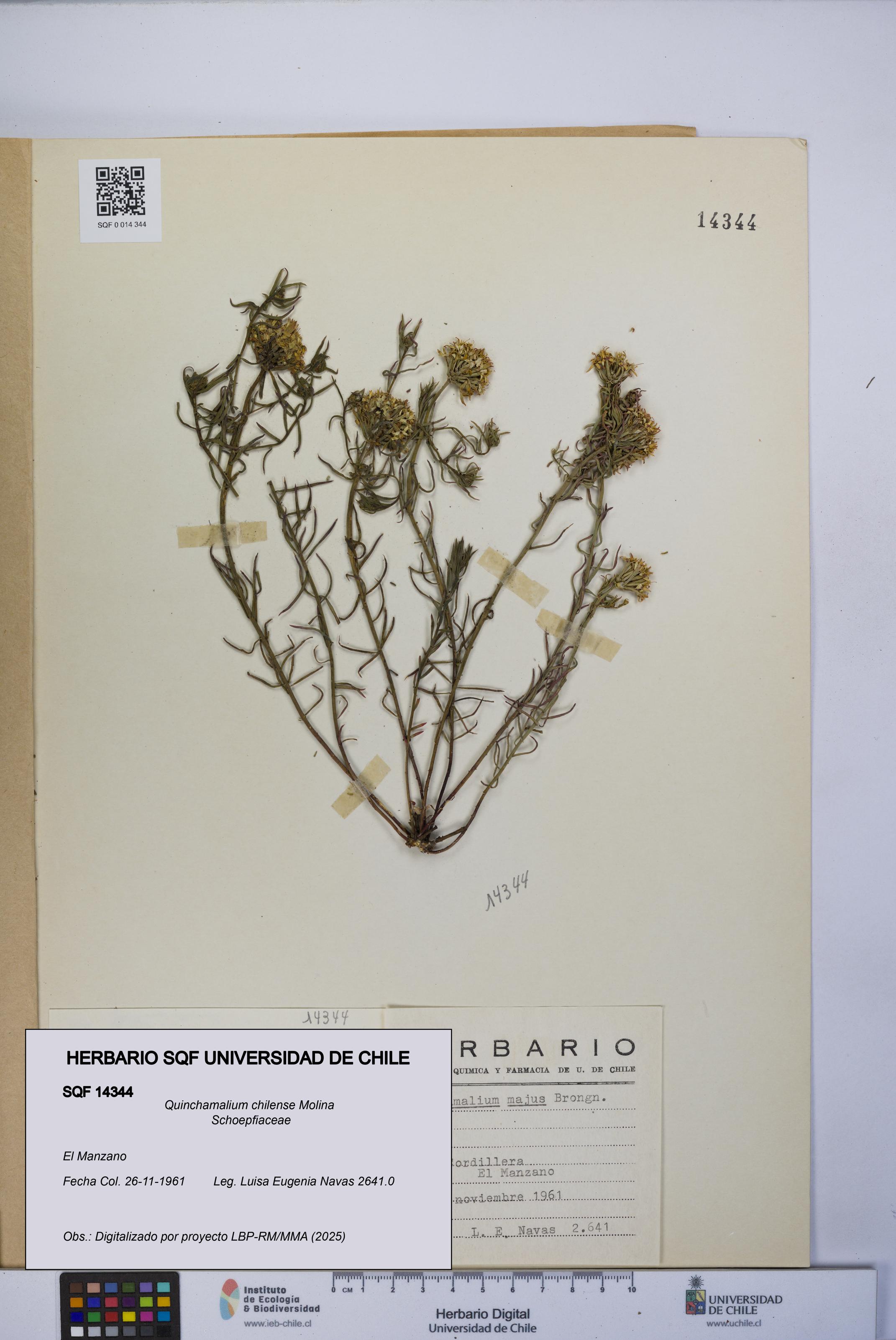 Quinchamalium chilense [Espécimen: UCH:SQF:0014344]