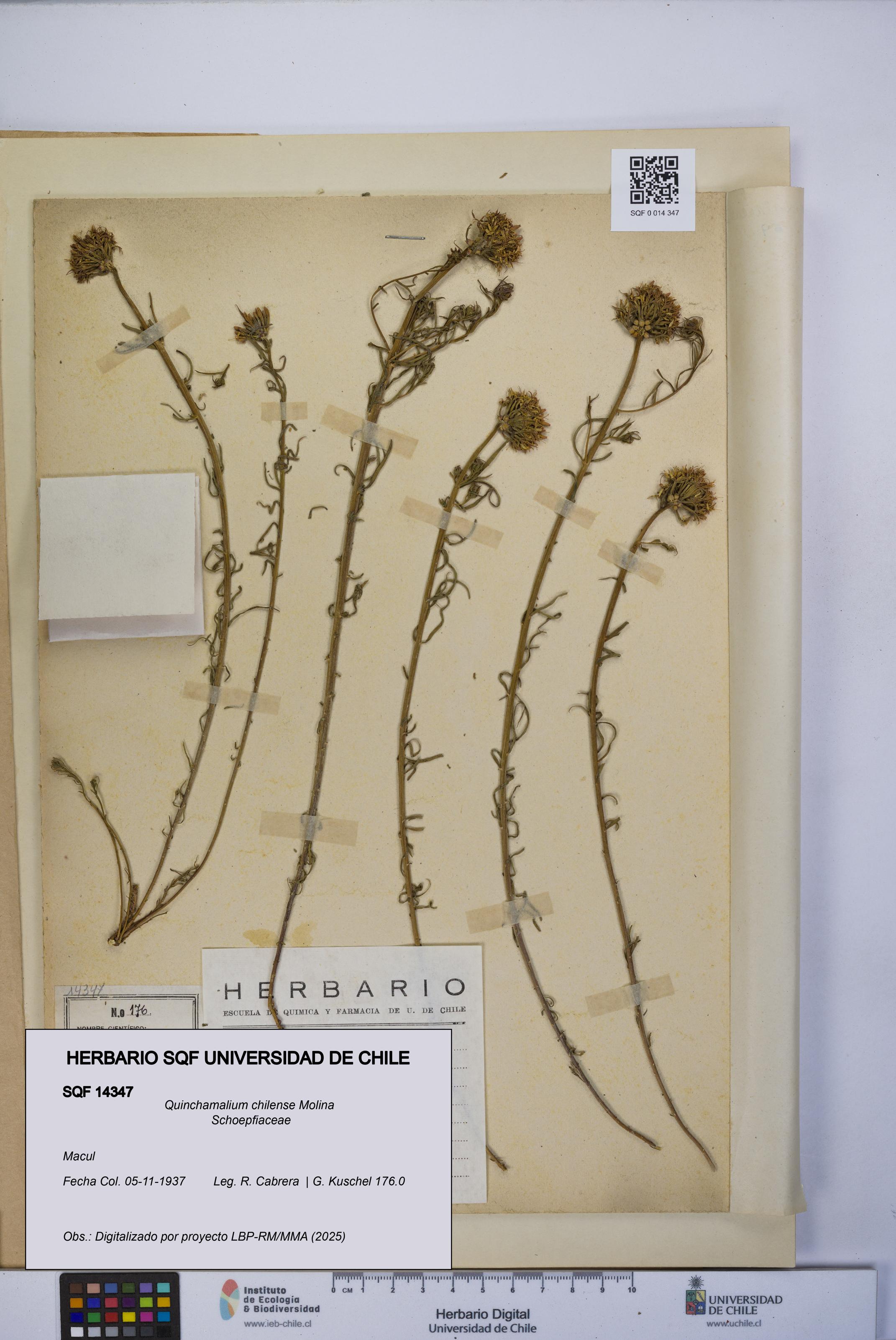 Quinchamalium chilense [Espécimen: UCH:SQF:0014347]
