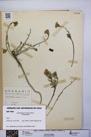 Quinchamalium chilense [Espécimen: UCH:SQF:0014348]