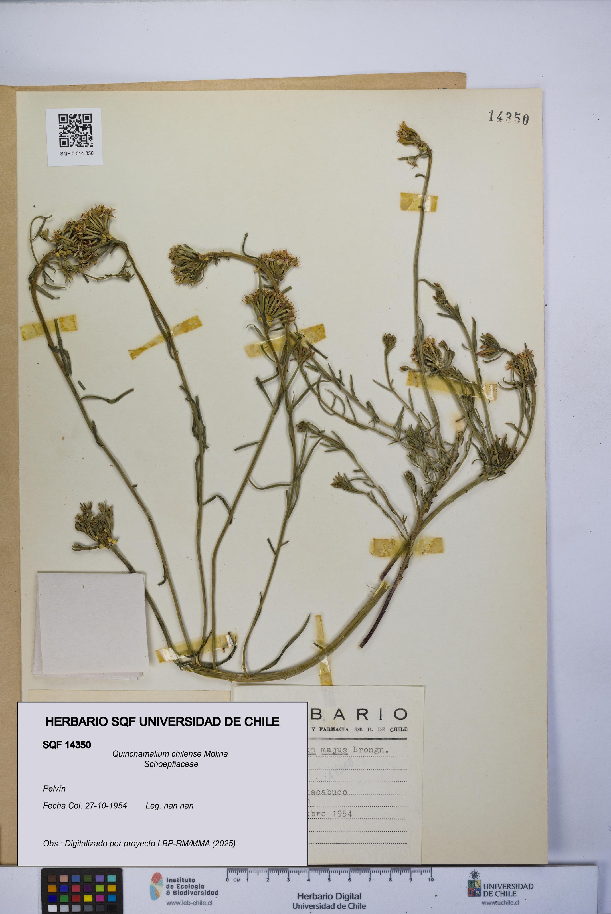 Quinchamalium chilense [Espécimen: UCH:SQF:0014350]