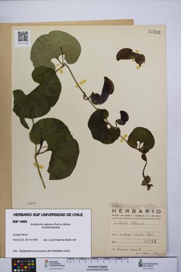 Aristolochia vaginans [Espécimen: ]