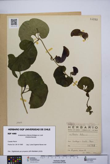 Aristolochia chilensis [Espécimen: UCH:SQF:0014353]
