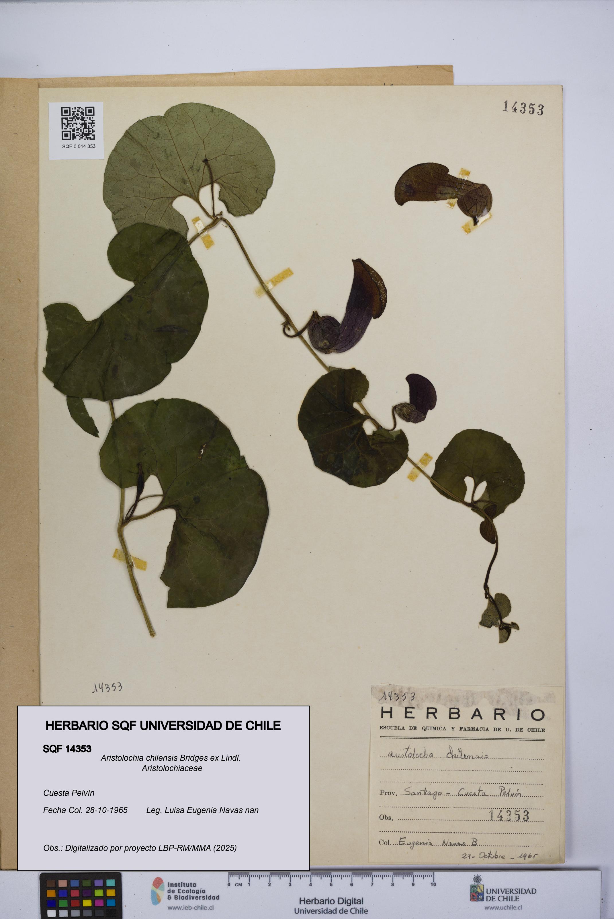 Aristolochia chilensis [Espécimen: UCH:SQF:0014353]
