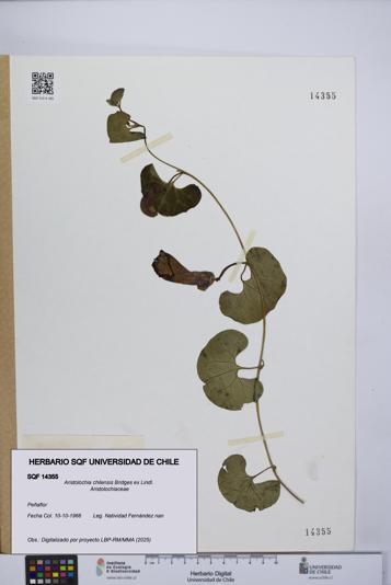 Aristolochia chilensis [Espécimen: UCH:SQF:0014355]