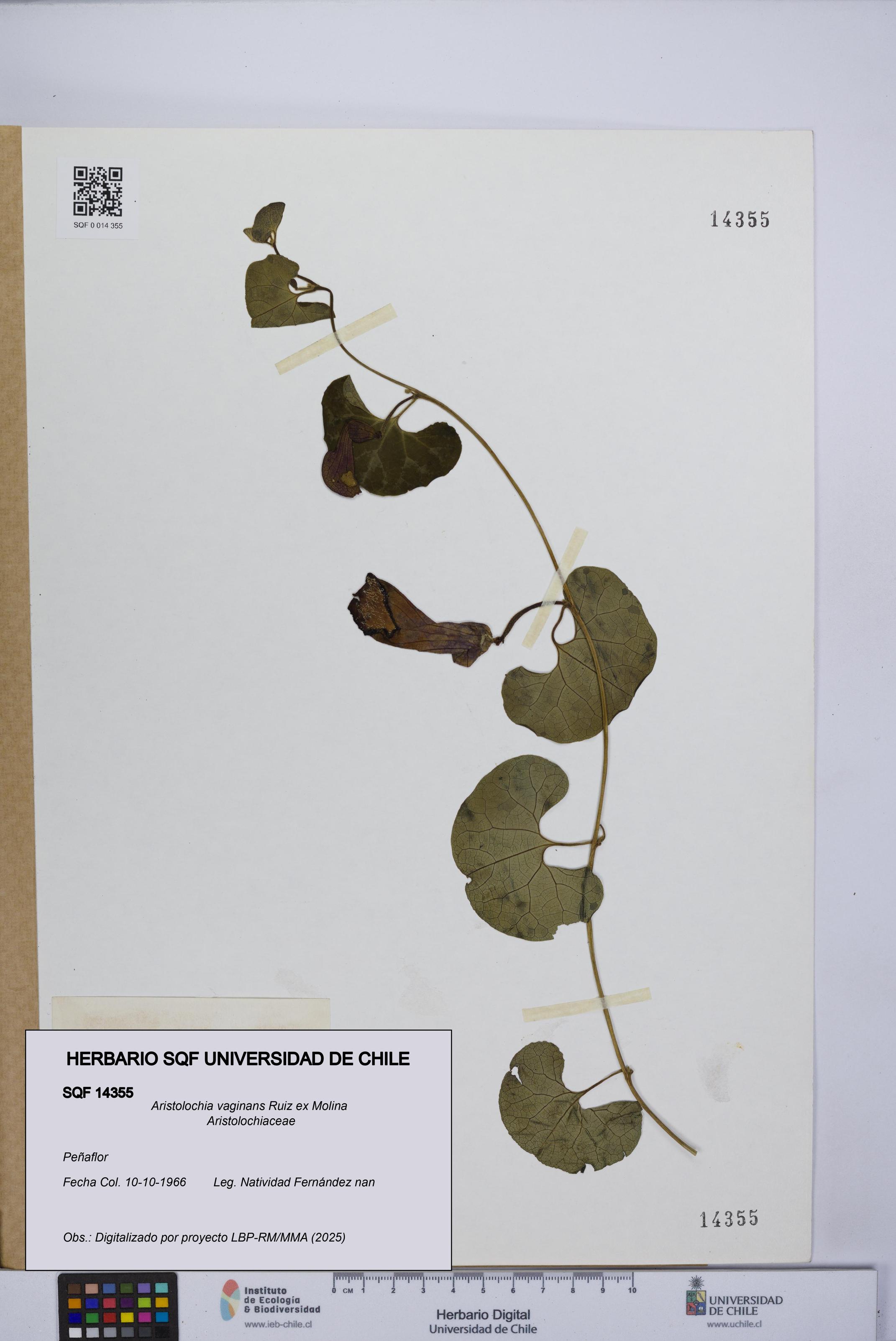 Aristolochia vaginans [Espécimen: ]