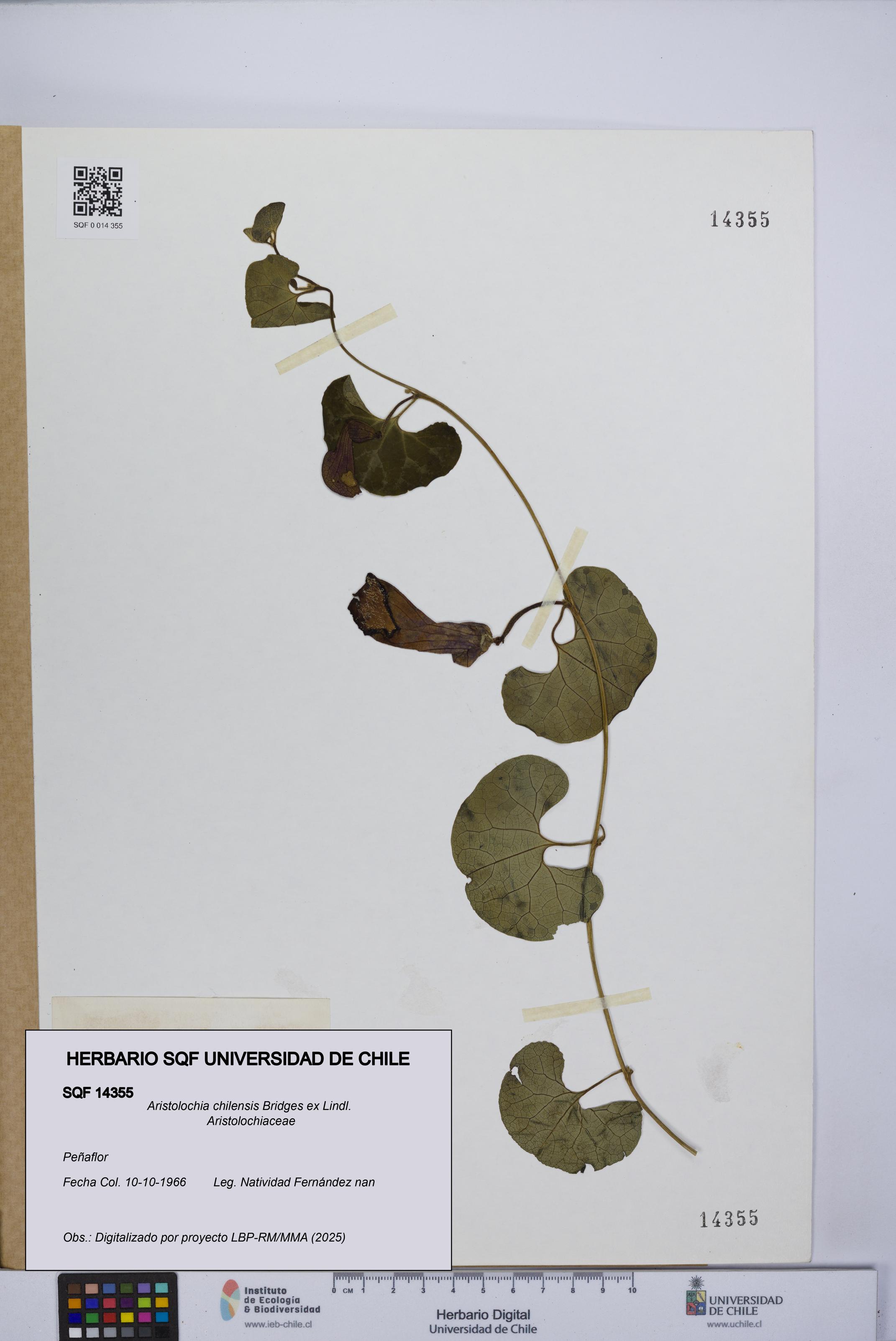 Aristolochia chilensis [Espécimen: UCH:SQF:0014355]