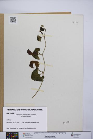 Aristolochia vaginans [Espécimen: ]