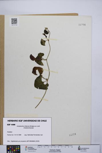 Aristolochia chilensis [Espécimen: UCH:SQF:0014356]
