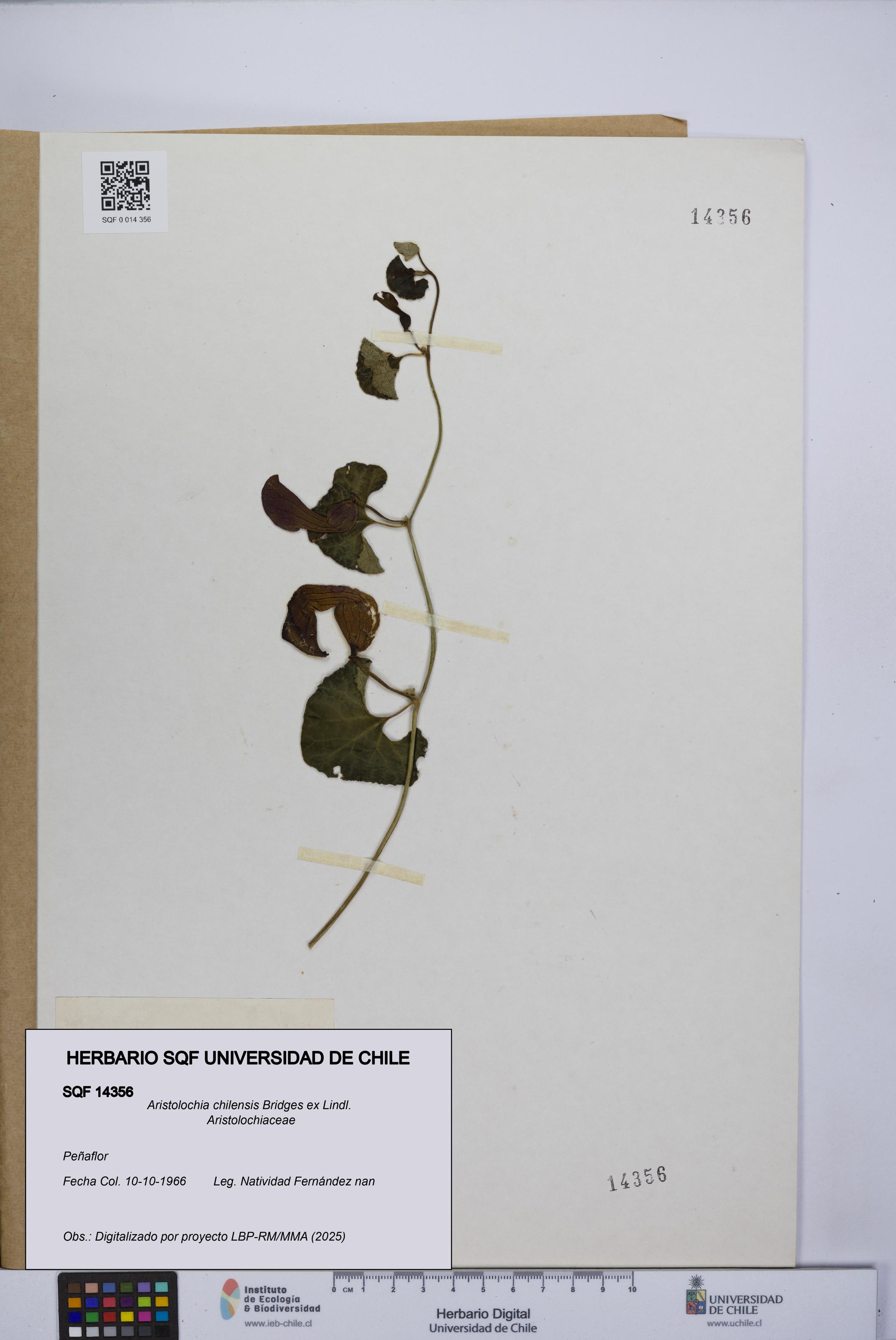 Aristolochia chilensis [Espécimen: UCH:SQF:0014356]