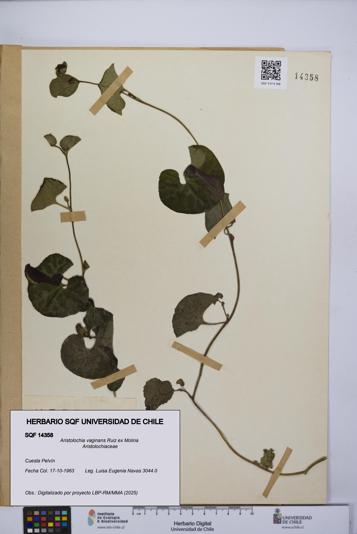 Aristolochia vaginans [Espécimen: ]