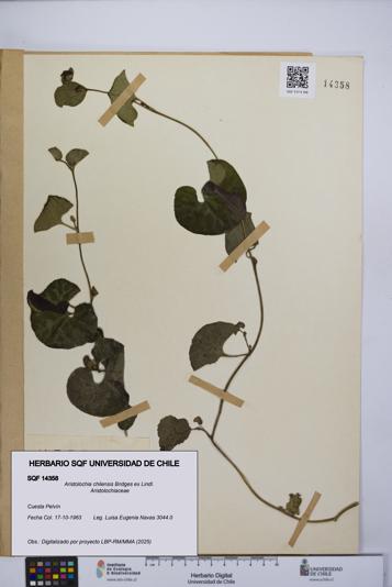 Aristolochia chilensis [Espécimen: UCH:SQF:0014358]