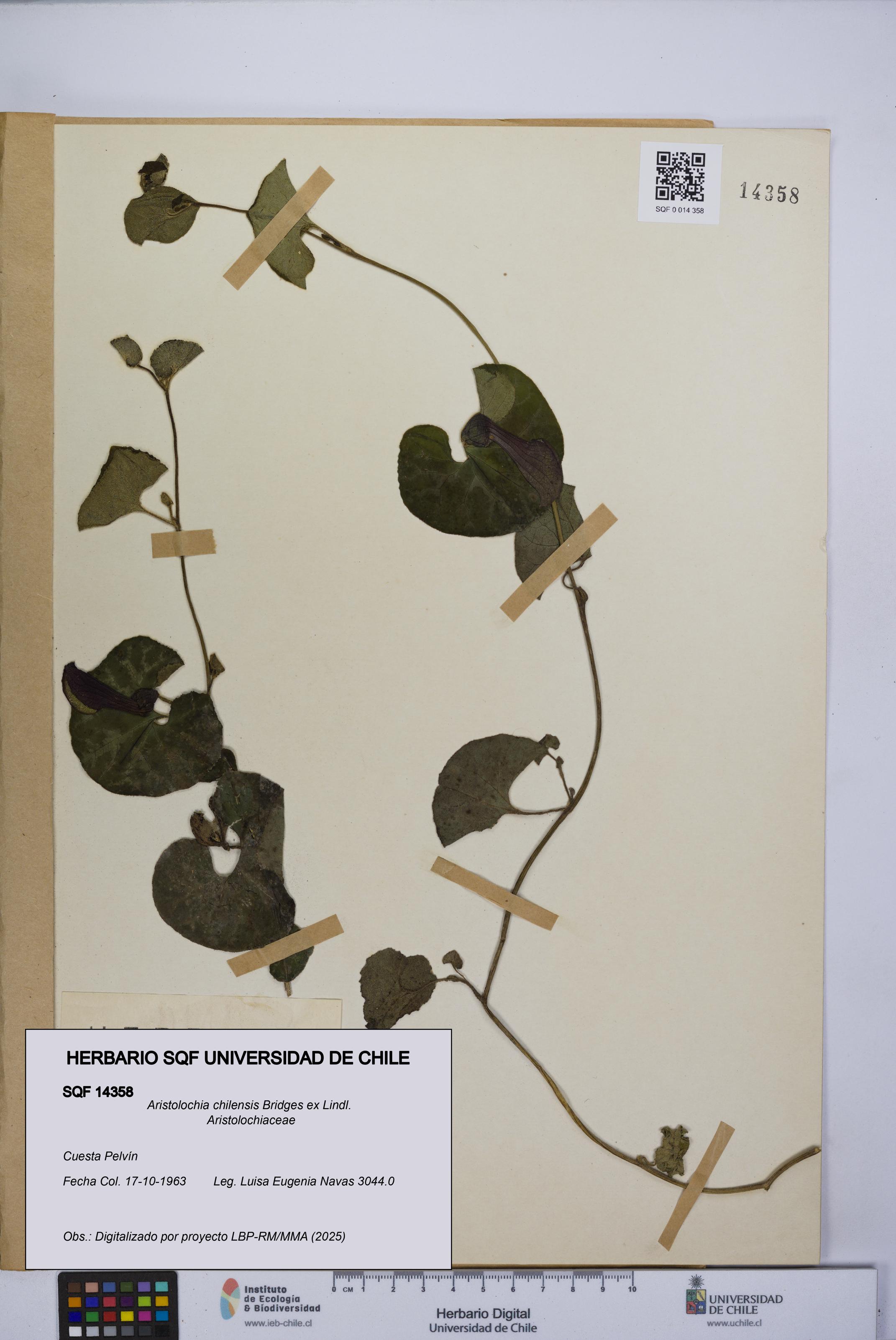 Aristolochia chilensis [Espécimen: UCH:SQF:0014358]