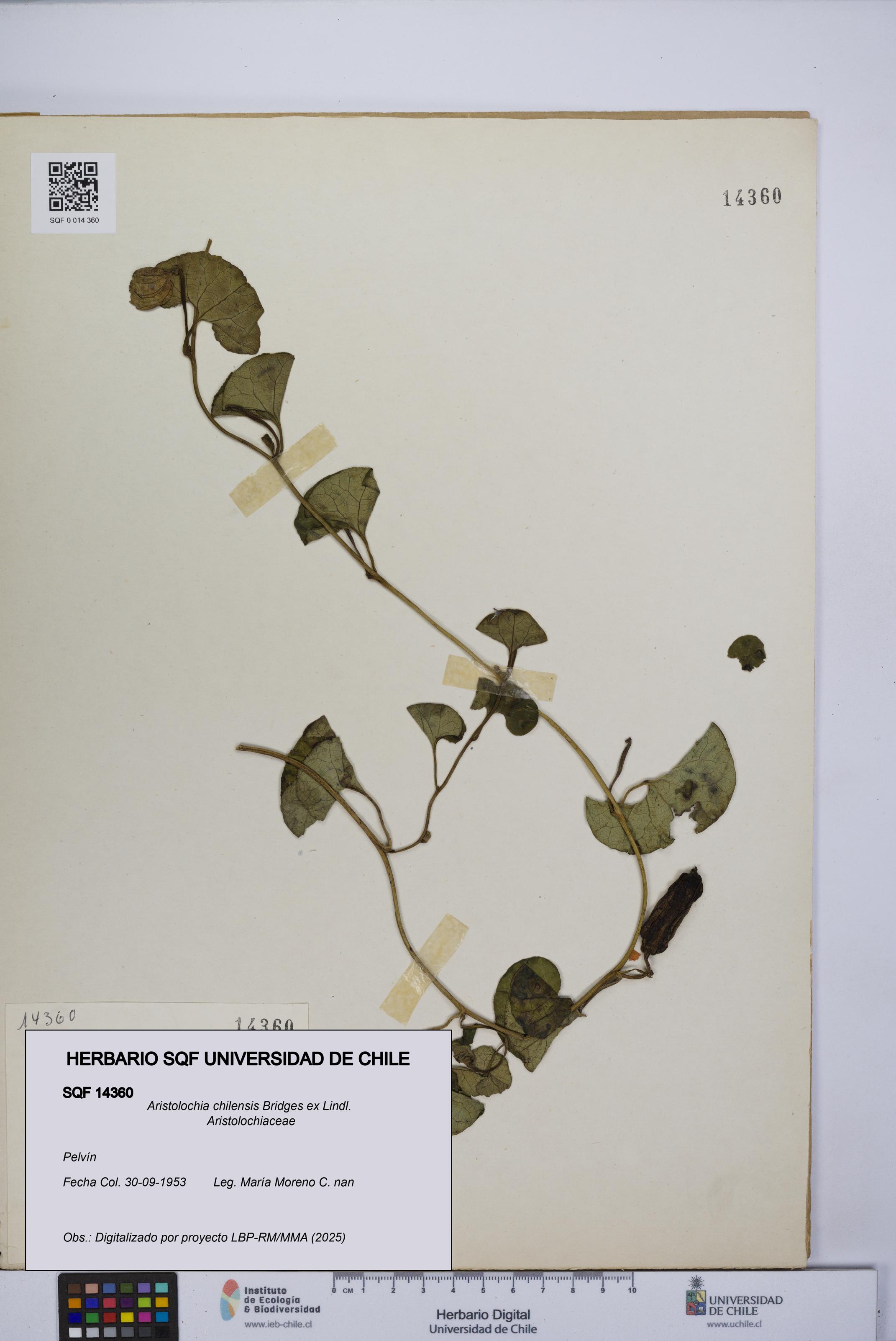 Aristolochia chilensis [Espécimen: UCH:SQF:0014360]