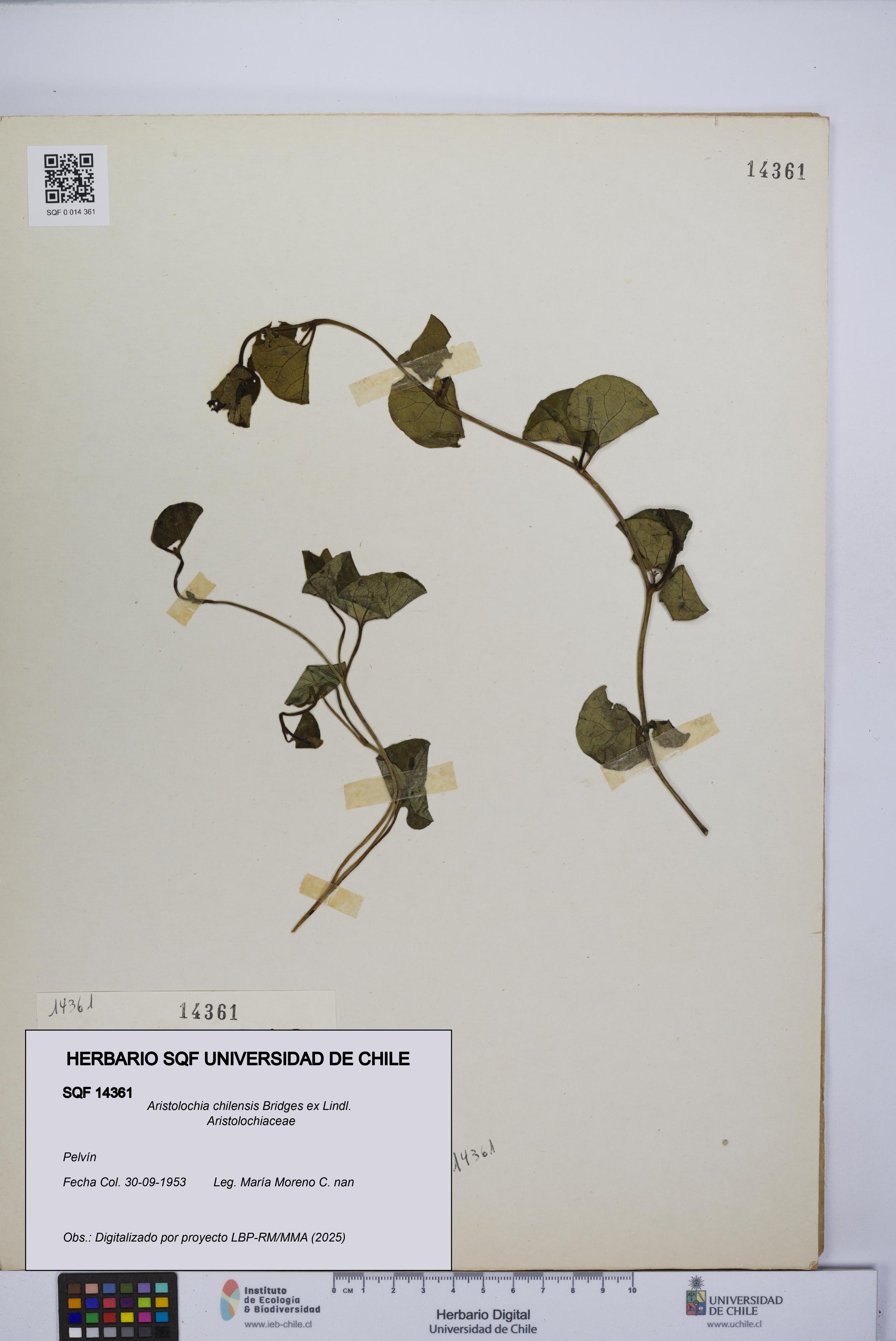 Aristolochia chilensis [Espécimen: UCH:SQF:0014361]