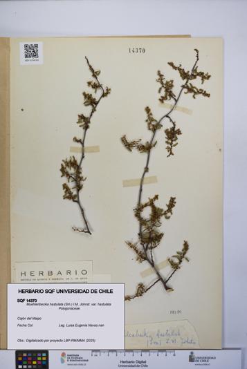 Muehlenbeckia hastulata var. hastulata [Espécimen: UCH:SQF:0014370]