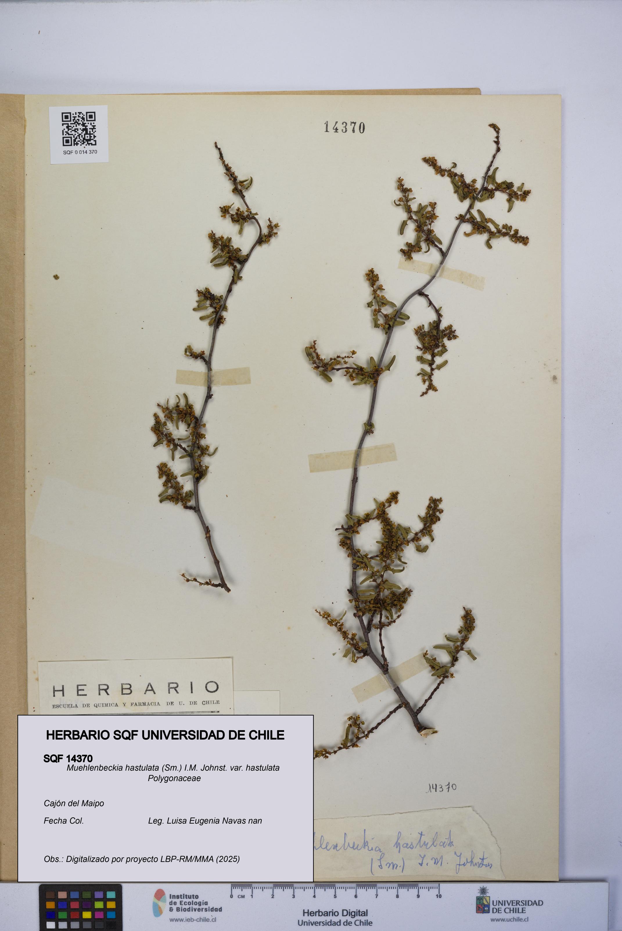 Muehlenbeckia hastulata var. hastulata [Espécimen: UCH:SQF:0014370]