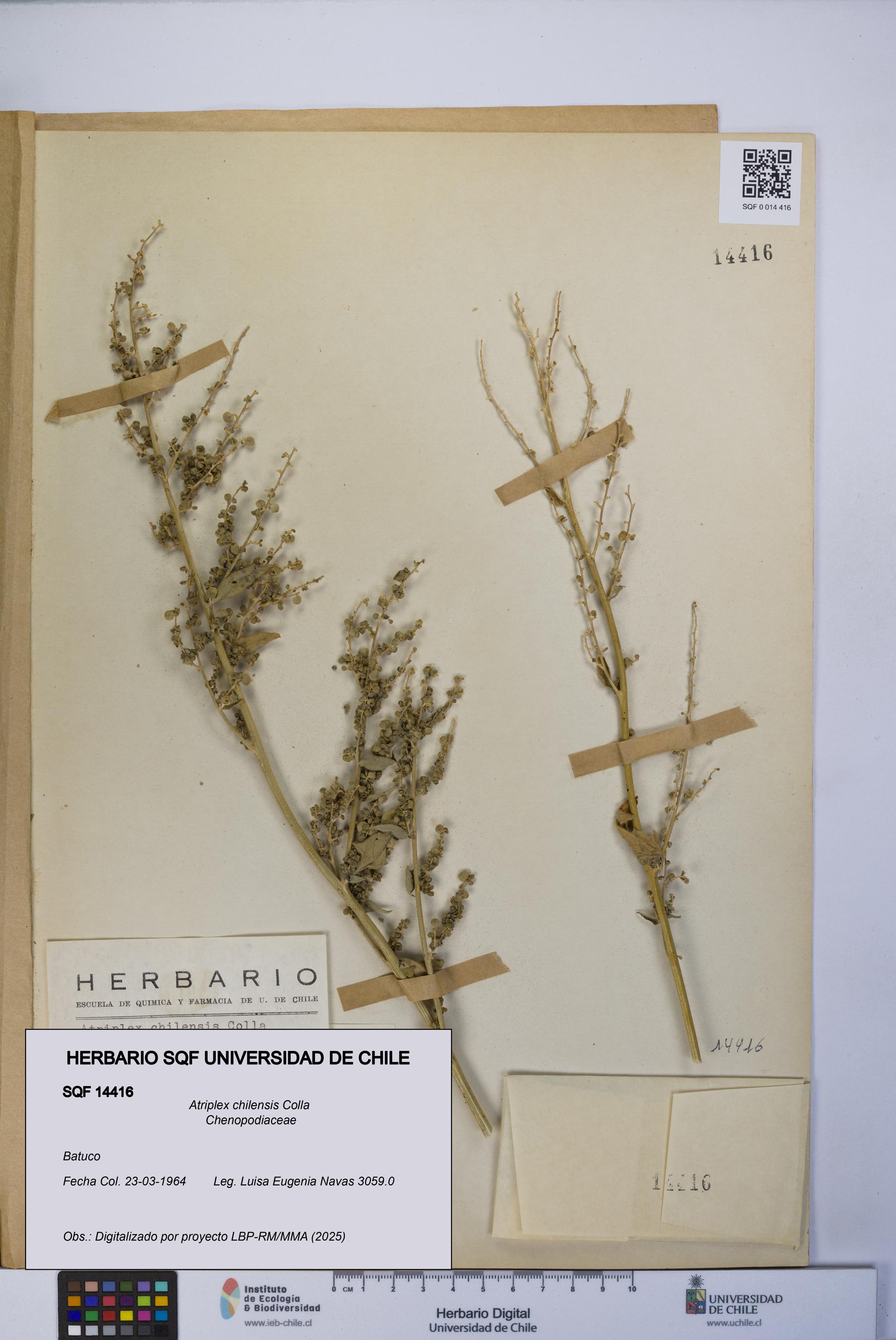 Atriplex chilensis [Espécimen: UCH:SQF:0014416]
