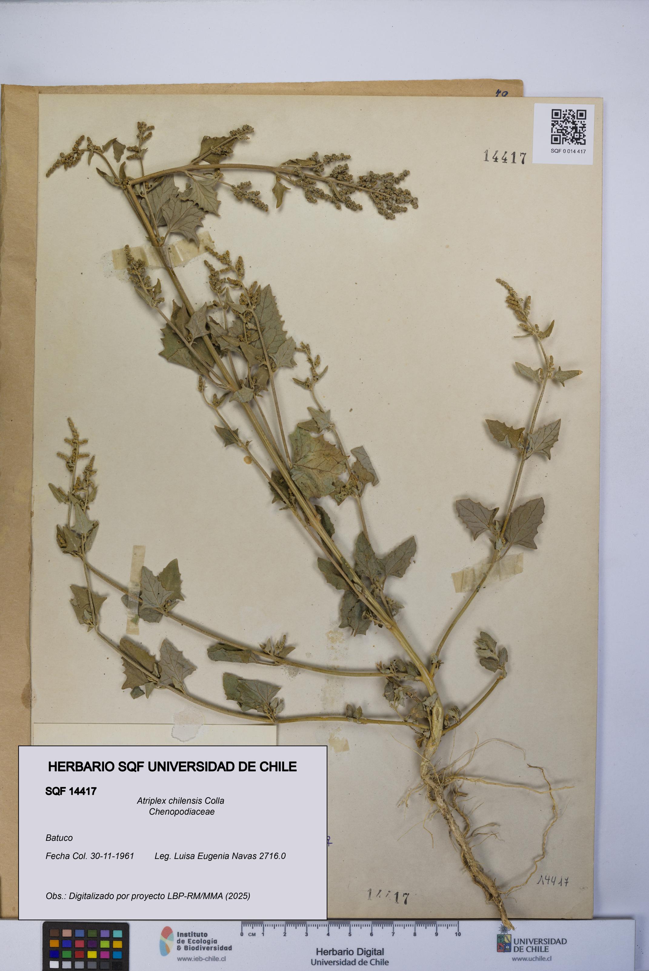 Atriplex chilensis [Espécimen: UCH:SQF:0014417]