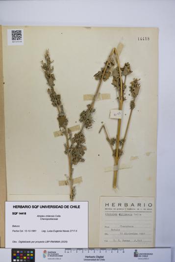 Atriplex chilensis [Espécimen: UCH:SQF:0014418]
