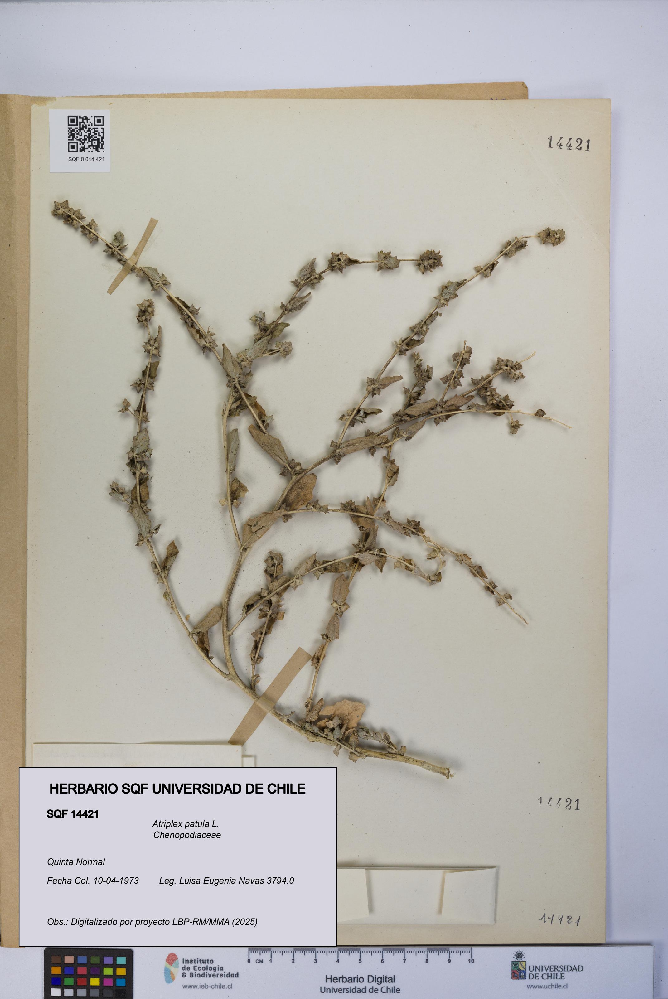 Atriplex patula [Espécimen: UCH:SQF:0014421]