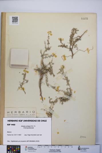 Atriplex philippii [Espécimen: UCH:SQF:0014422]