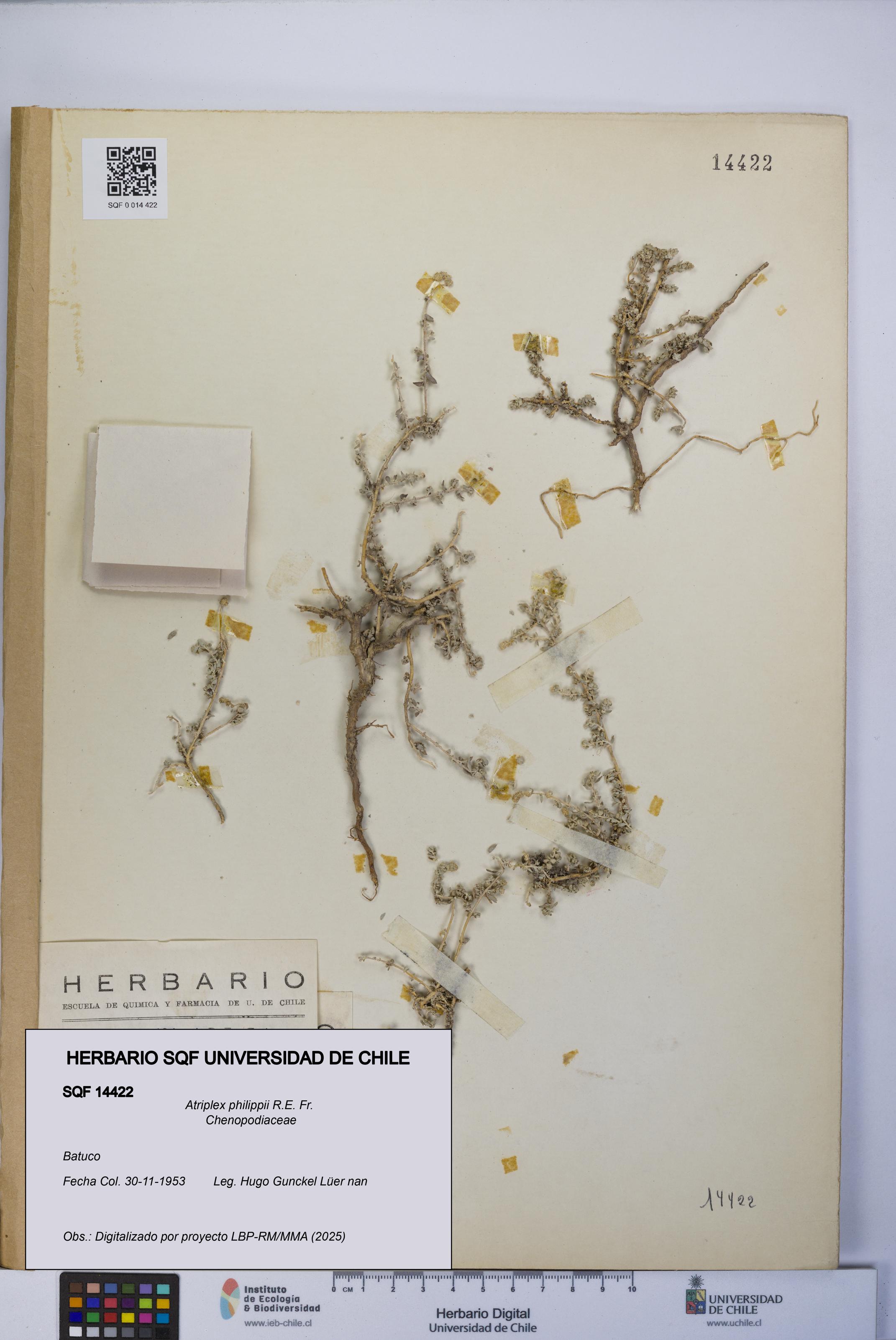 Atriplex philippii [Espécimen: UCH:SQF:0014422]