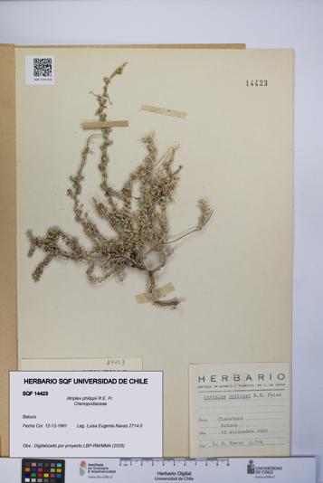 Atriplex philippii [Espécimen: UCH:SQF:0014423]