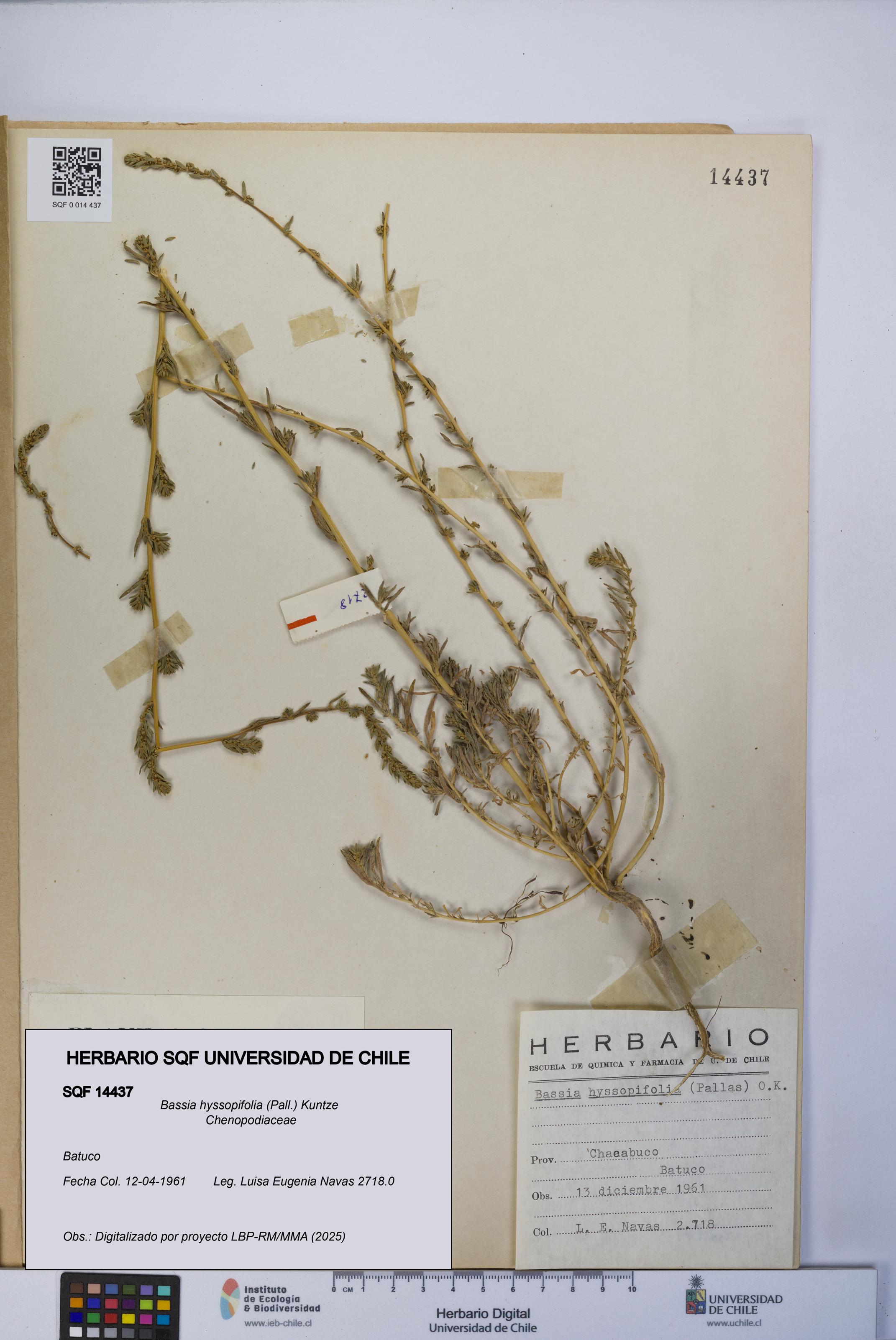 Bassia hyssopifolia [Espécimen: UCH:SQF:0014437]