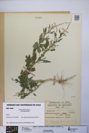 Chenopodium album [Espécimen: UCH:SQF:0014442]