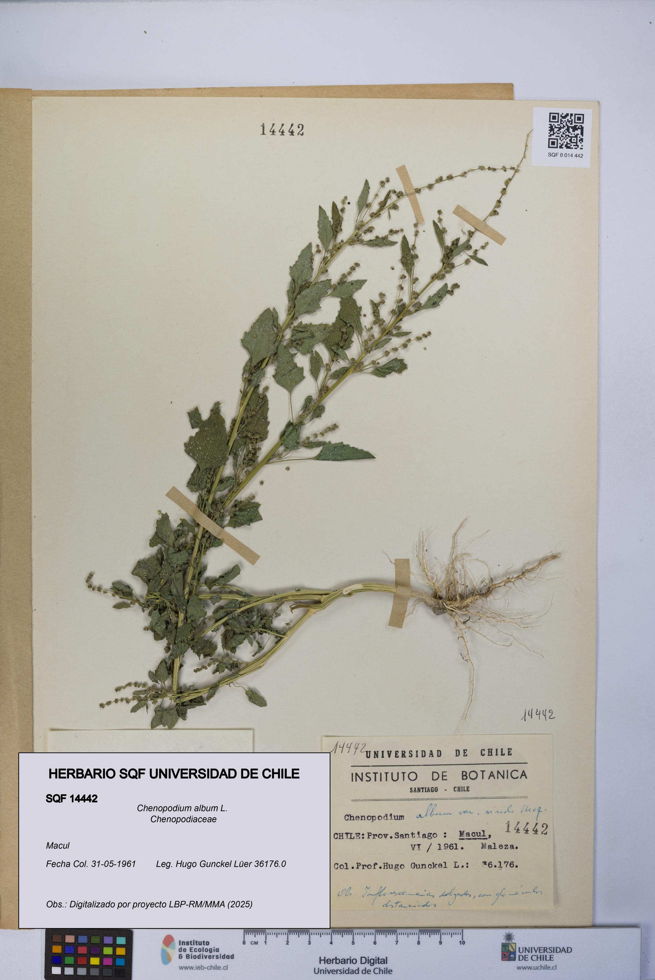 Chenopodium album [Espécimen: UCH:SQF:0014442]