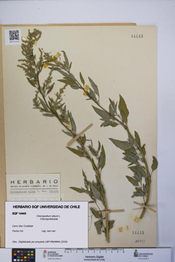 Chenopodium album [Espécimen: UCH:SQF:0014443]