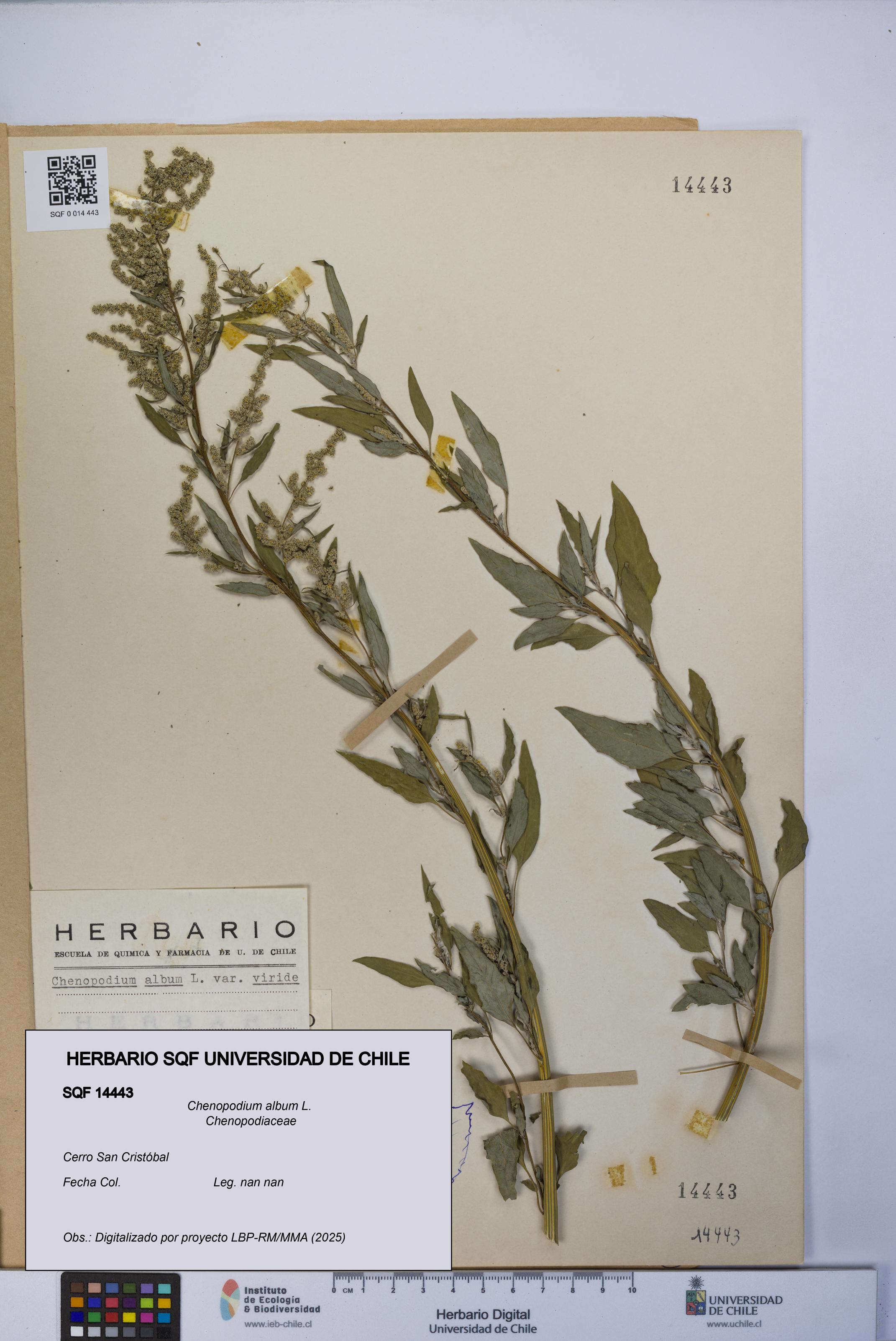 Chenopodium album [Espécimen: UCH:SQF:0014443]