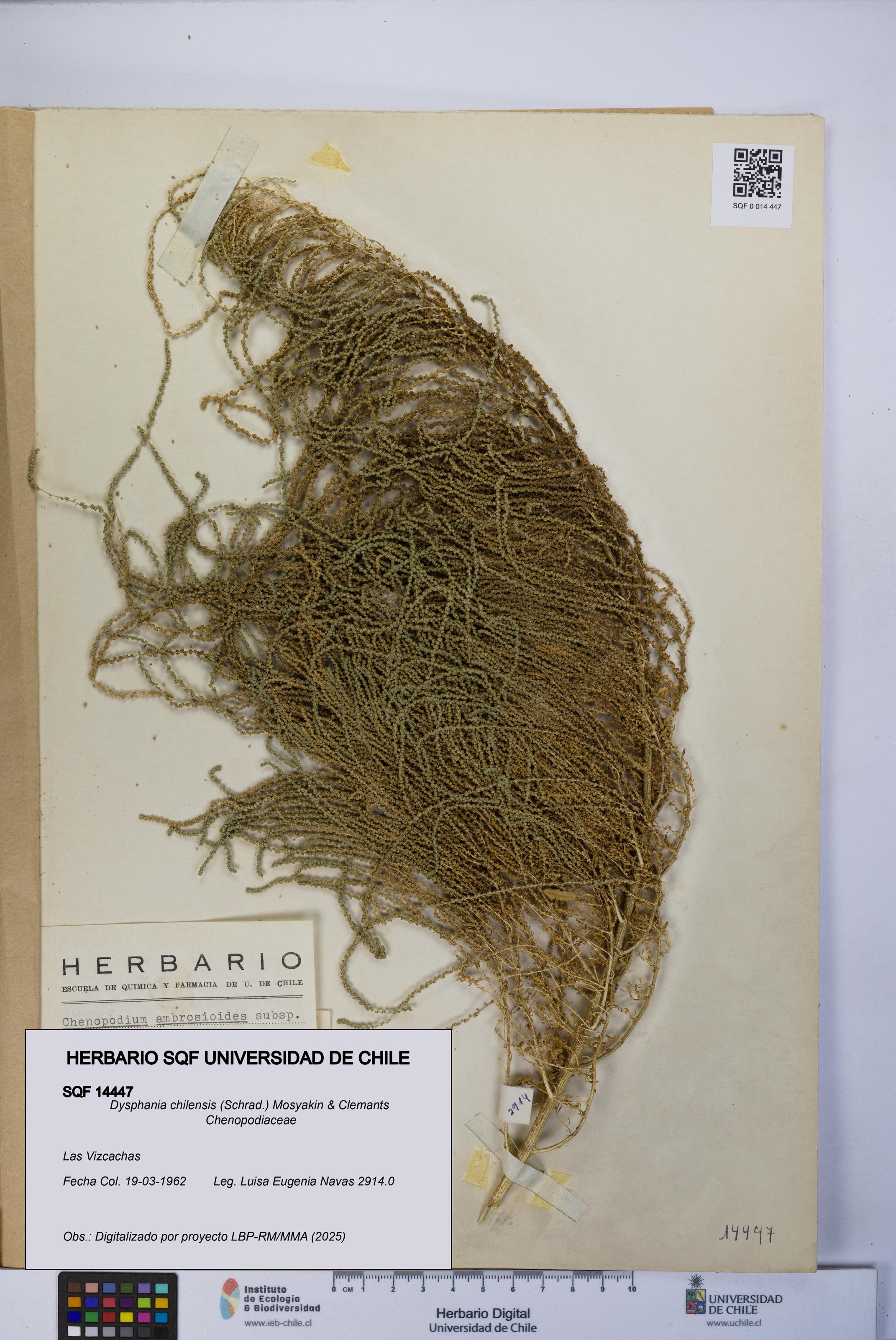 Dysphania chilensis [Espécimen: UCH:SQF:0014447]