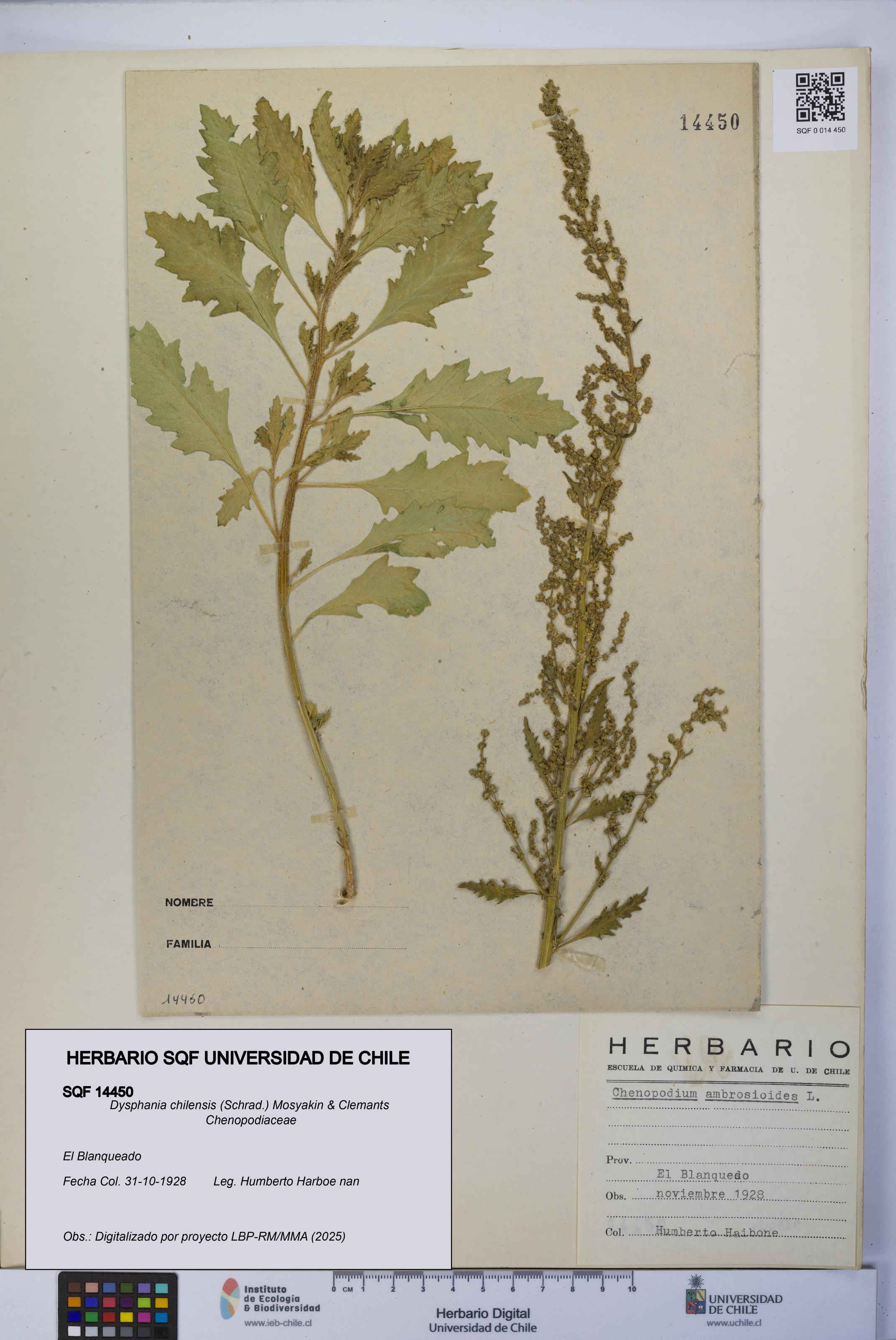 Dysphania chilensis [Espécimen: UCH:SQF:0014450]