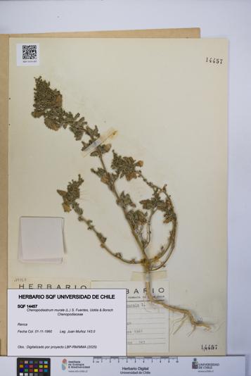 Chenopodiastrum murale [Espécimen: UCH:SQF:0014457]