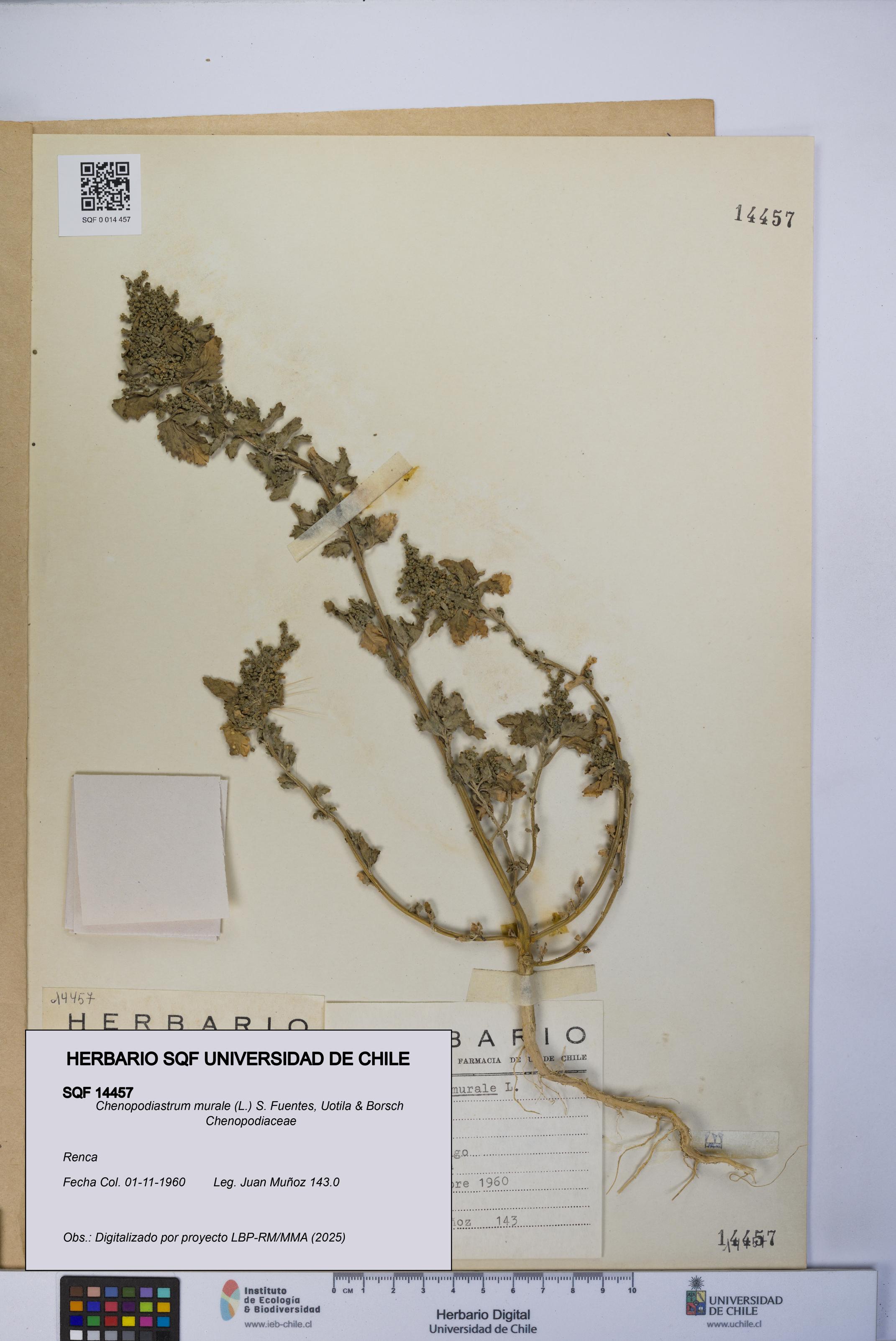 Chenopodiastrum murale [Espécimen: UCH:SQF:0014457]