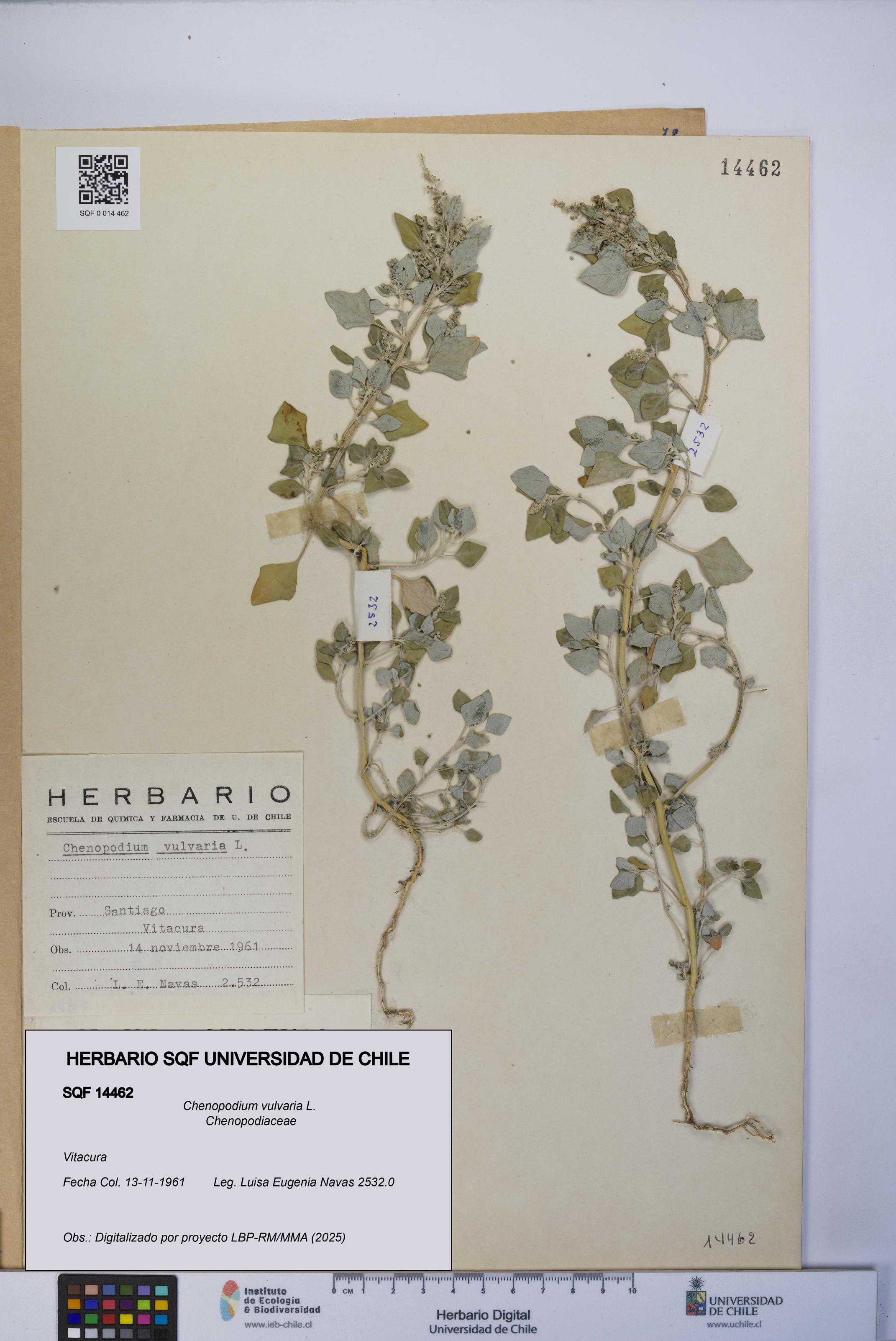 Chenopodium vulvaria [Espécimen: UCH:SQF:0014462]