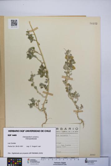 Chenopodium vulvaria [Espécimen: UCH:SQF:0014463]
